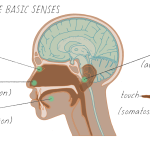 Senses Cosmetics Inc
