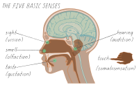 Senses Cosmetics Inc